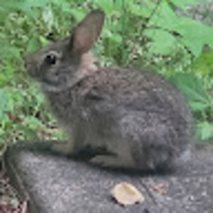 Meet your Posher, Lala